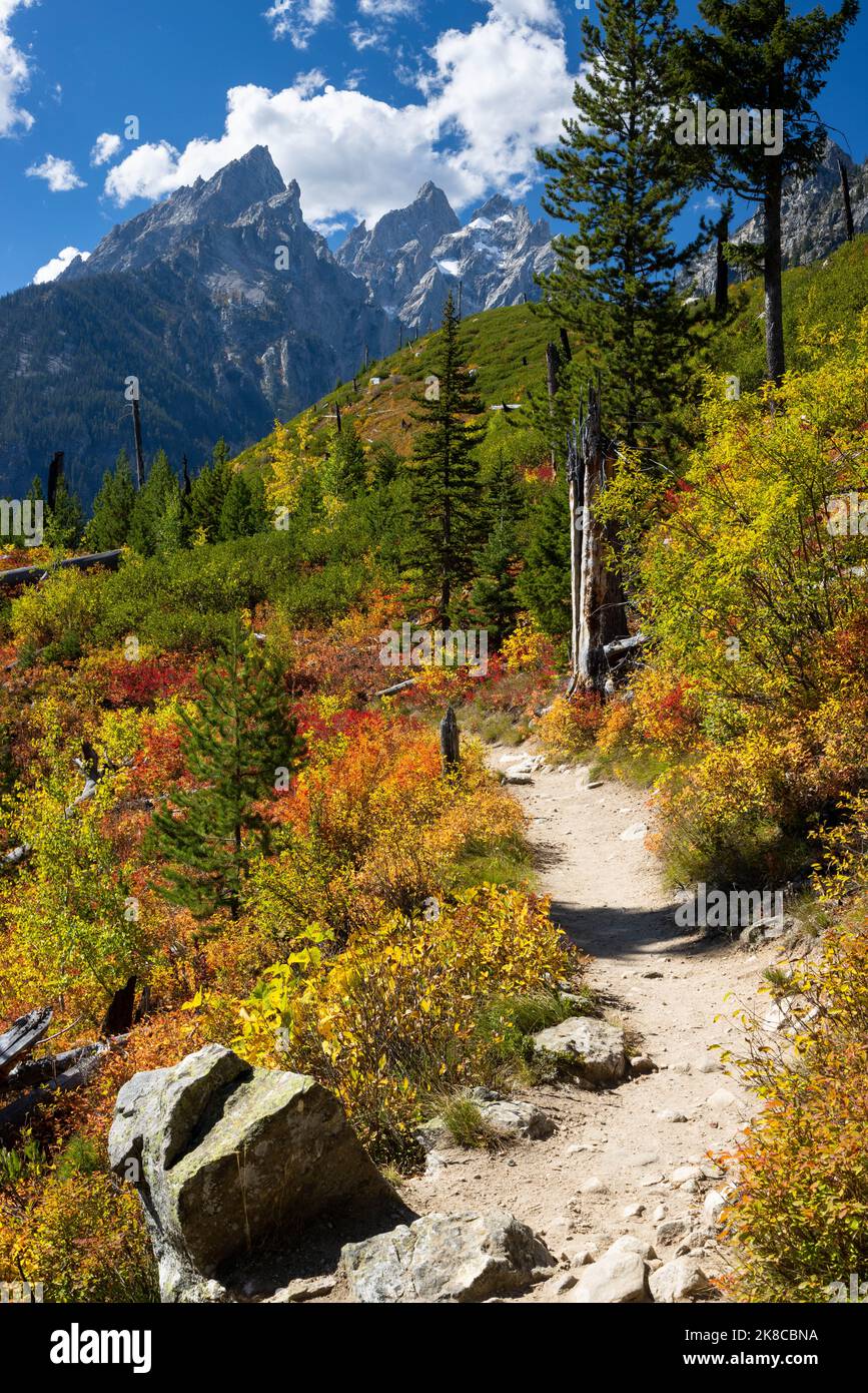 fall-colors-bursting-around-the-jenny-lake-loop-as-it-approaches-the