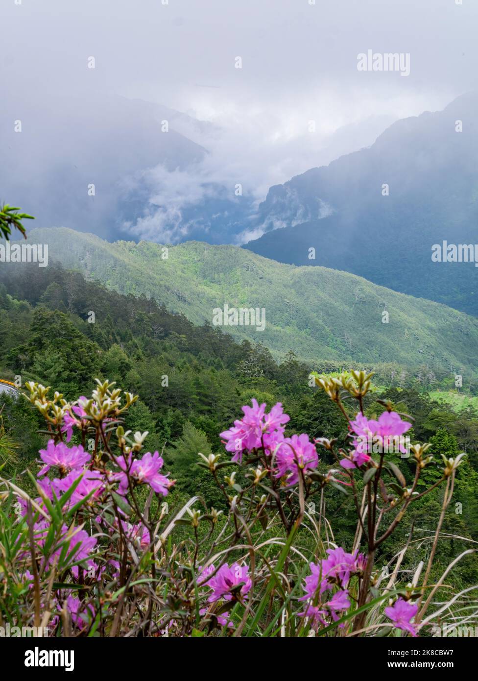 Close up shot of Rhododendron lapponicum blossom at Taiwan Stock Photo