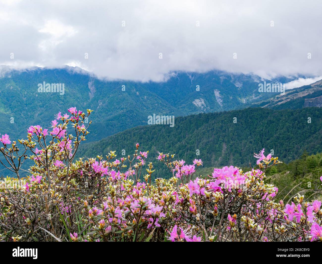 Close up shot of Rhododendron lapponicum blossom at Taiwan Stock Photo
