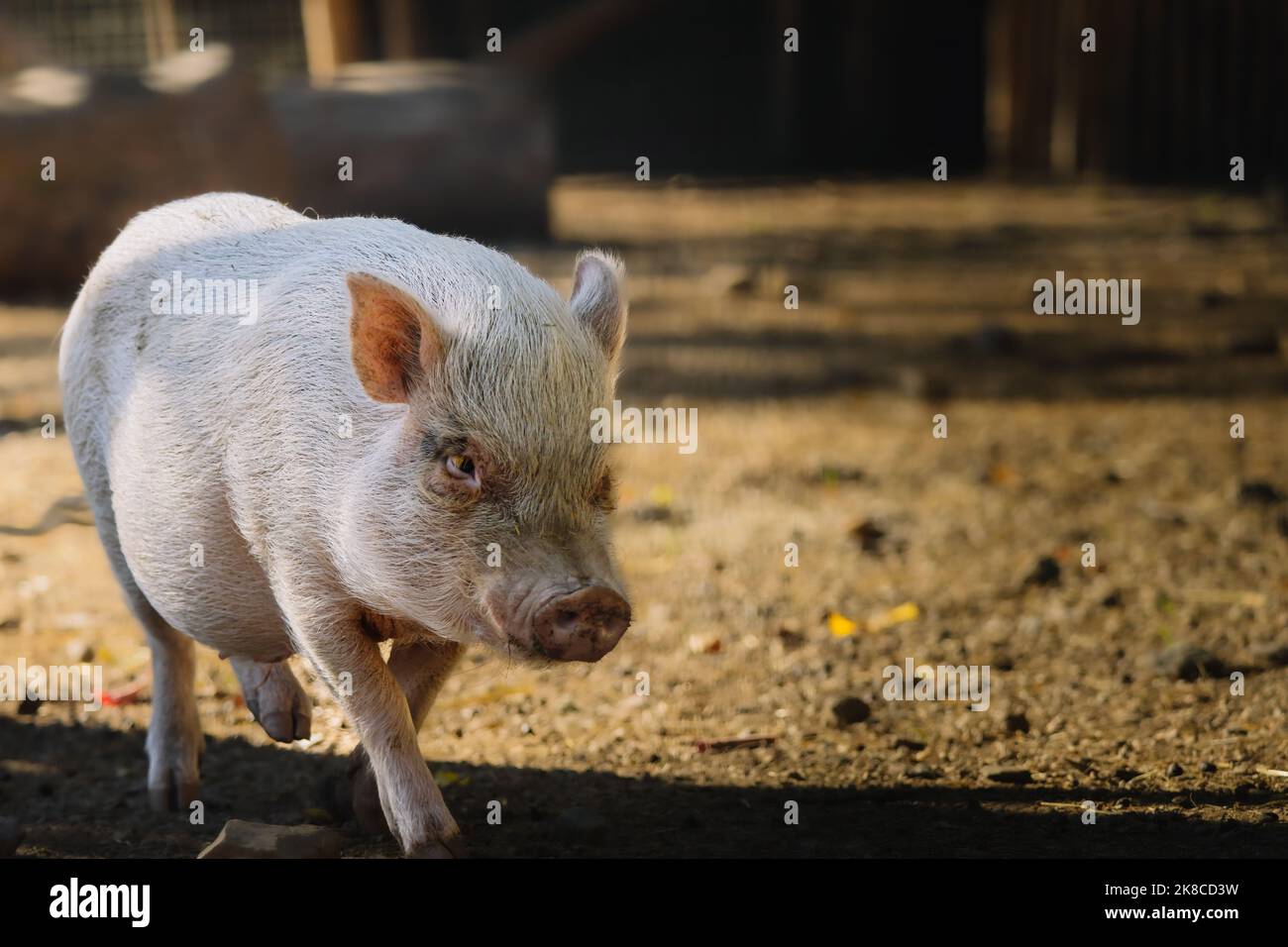 Cute little baby pig at organic farm Stock Photo