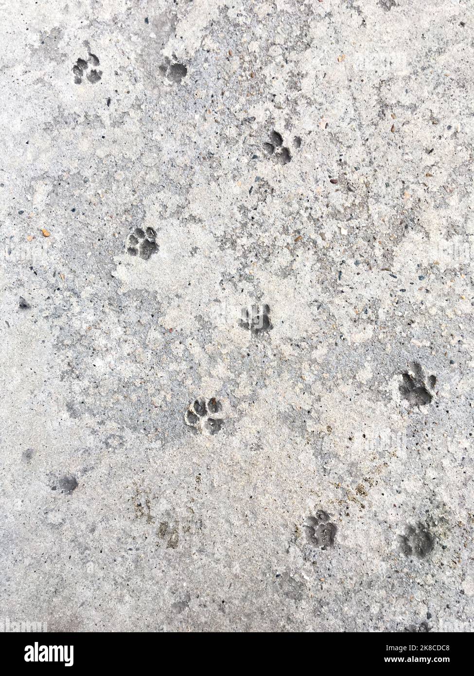 Cat's steps in grey concrete. Relief animal footmarks in beton pavement. Stock Photo