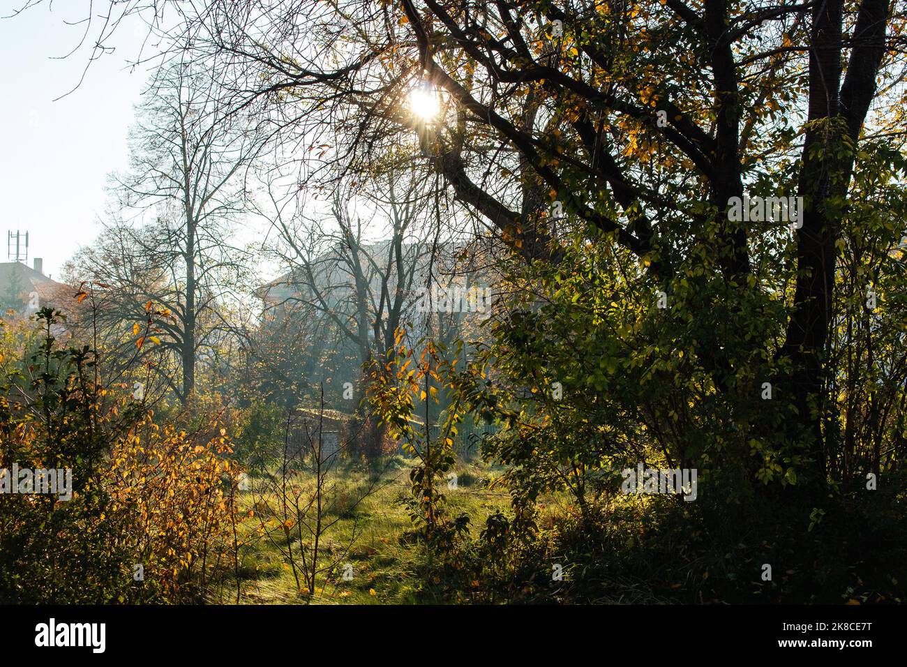 branch and tree shades in mist Stock Photo