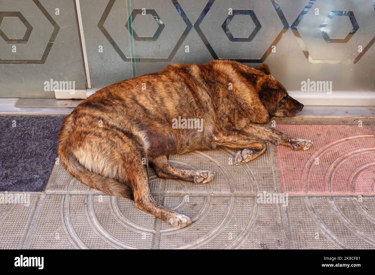 Homeless street dog, Saranda, Republic of Albania, Stock Photo