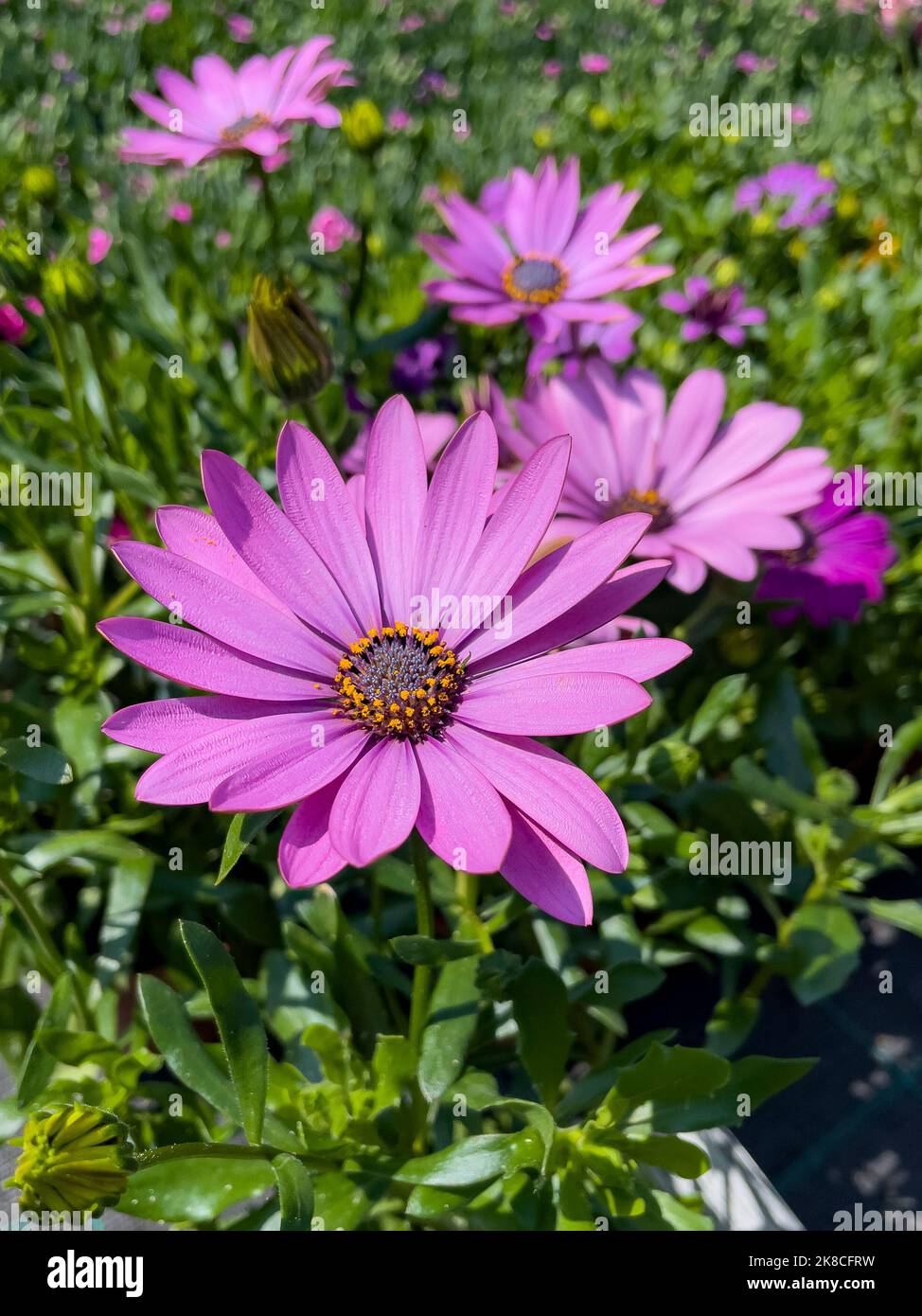 blue-eyed daisy flower Stock Photo - Alamy