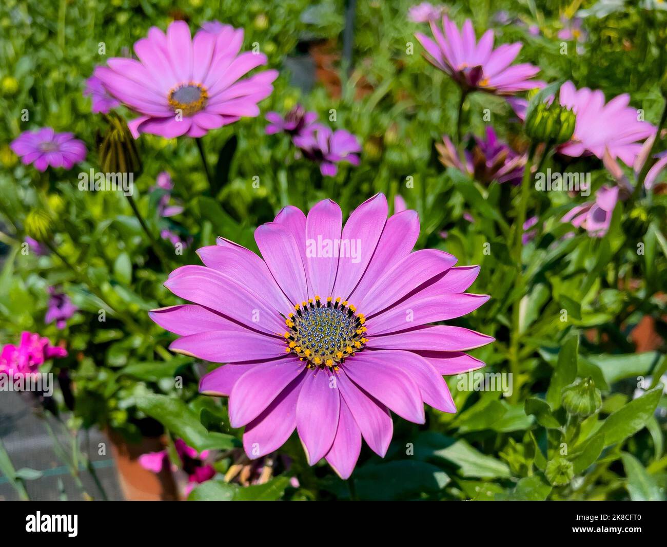 blue-eyed daisy flower Stock Photo - Alamy