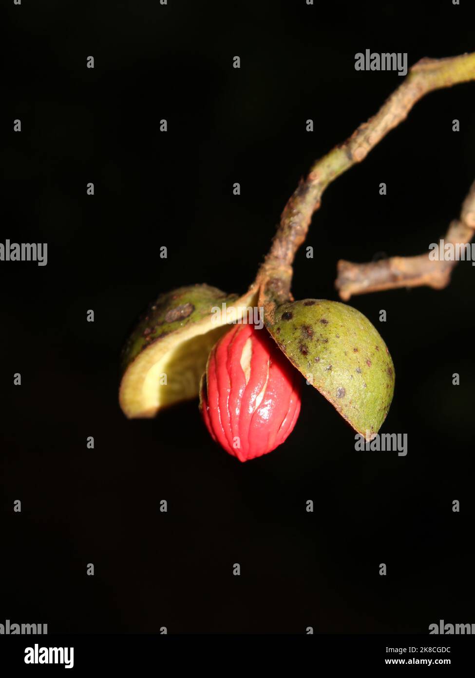 Open fruits of Virola sebifera (Myristicaceae) Stock Photo