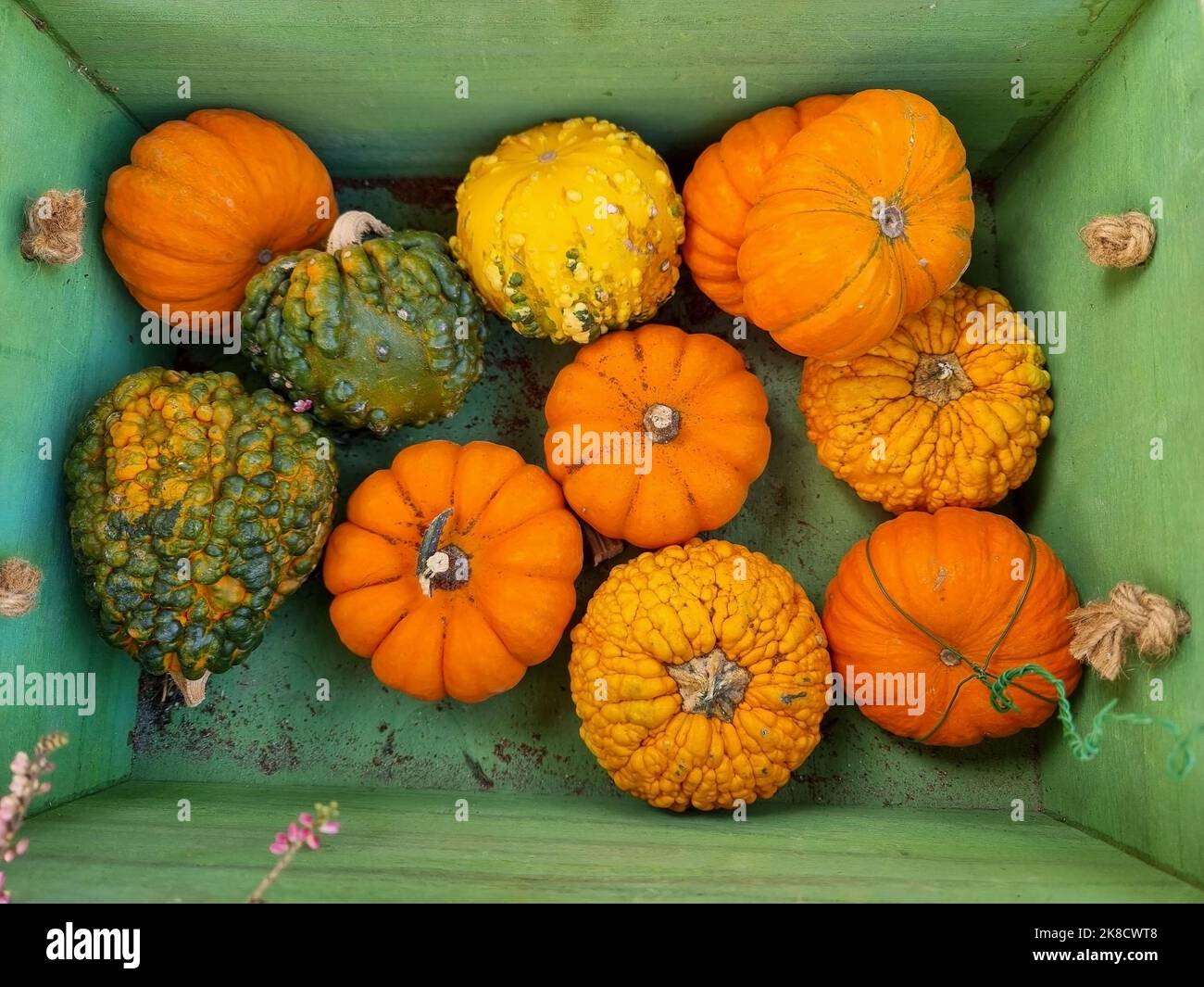 Various types of small pumpkins inside a green wooden crate. Allusion