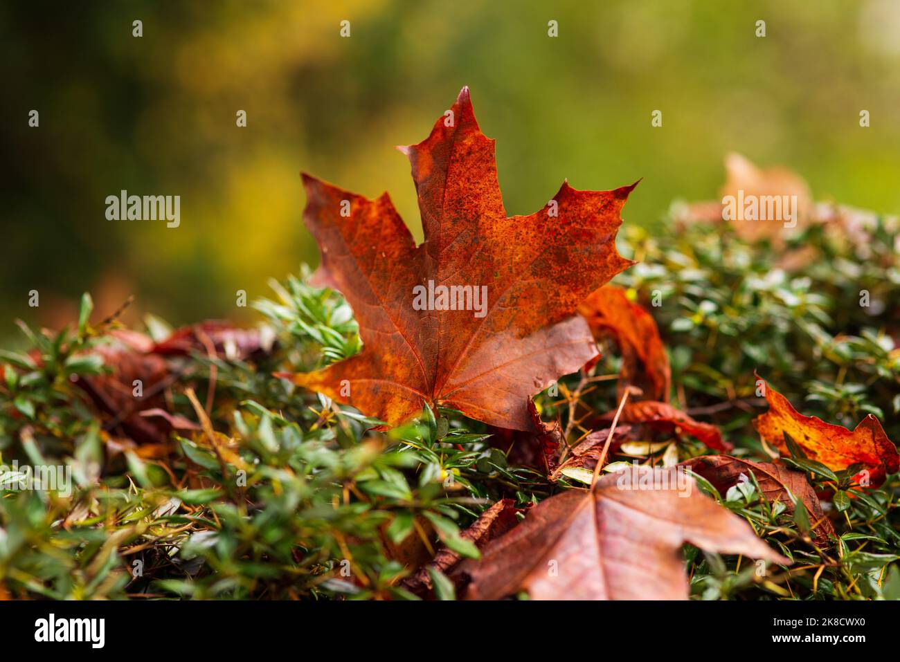 fallen autumn orange maple leaf on a green bush Stock Photo