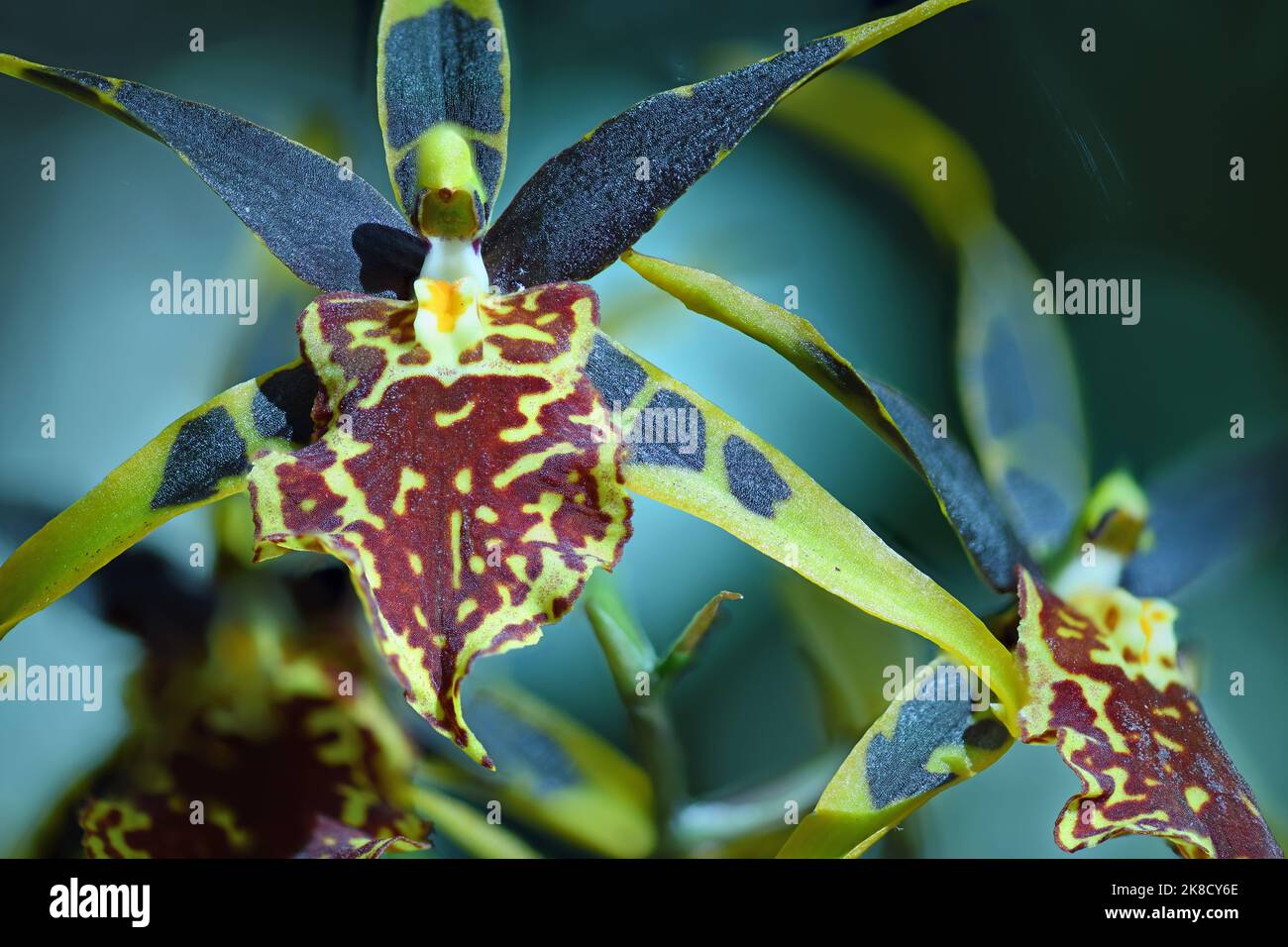 Yellow and Black Spider Orchid close up Stock Photo