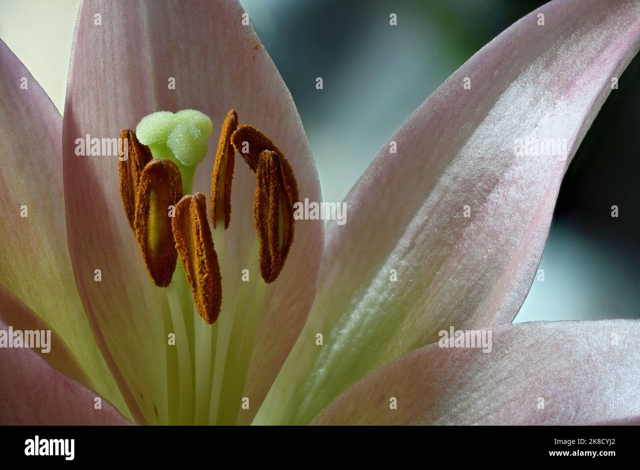 Pastel Pink Lily close up in bright indirect sunlight Stock Photo - Alamy