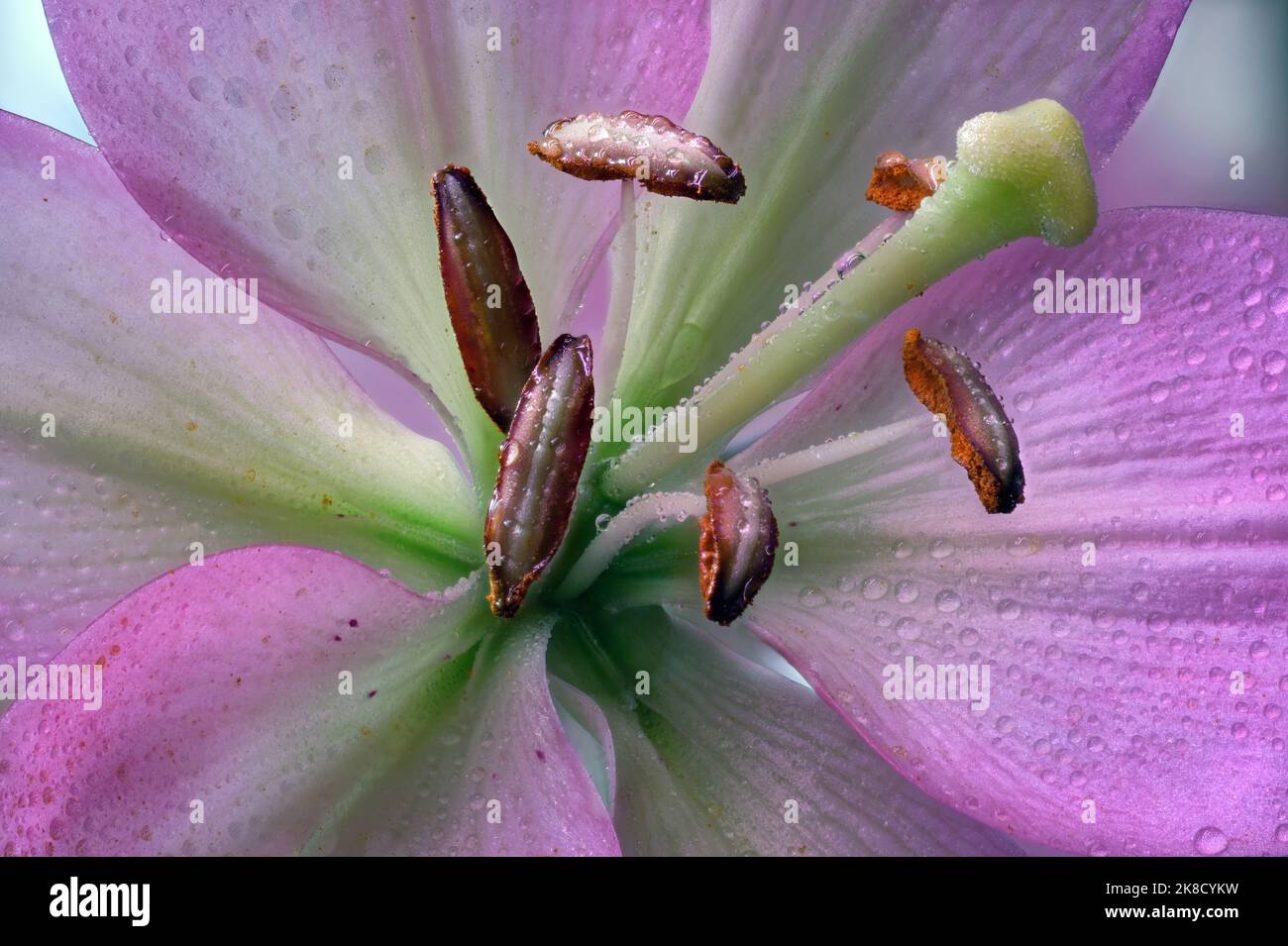 Pastel Pink Lily close up in bright indirect sunlight Stock Photo