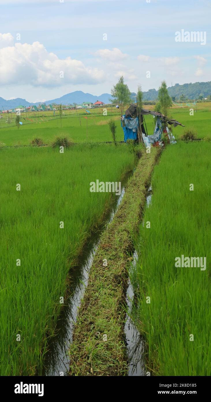 a hut in the middle of a rice field Stock Photo - Alamy