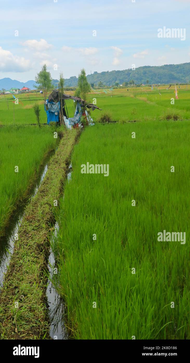 a hut in the middle of a rice field Stock Photo - Alamy