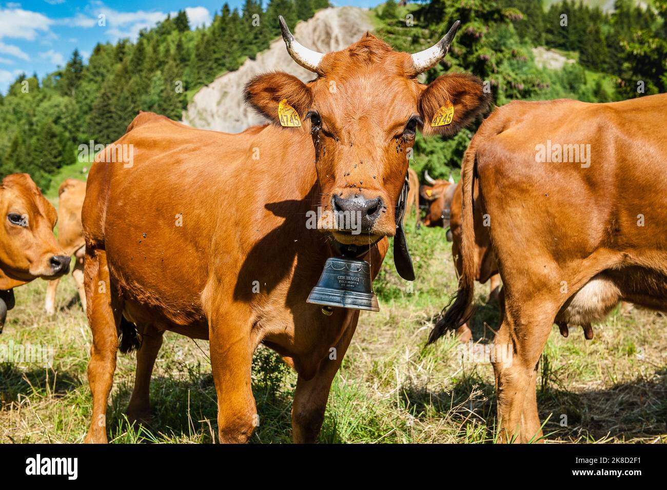 Dairy cows in the mountainous Meadows of France, about to be milked by the farmer. The Alps France. Stock Photo