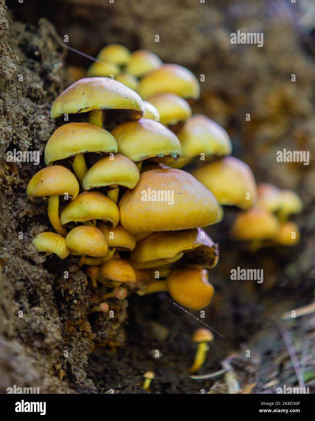 A clster of mushrooms grow crowded together on a log Stock