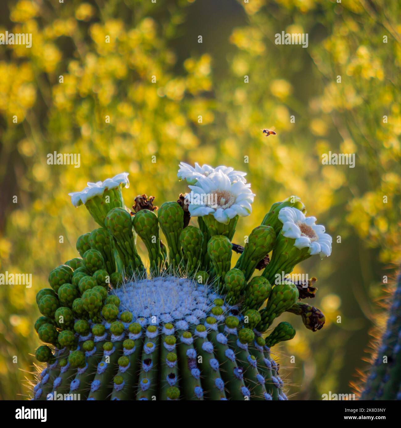 A tiny bee pollinates the blossom of a giant saguaro cactus Stock Photo