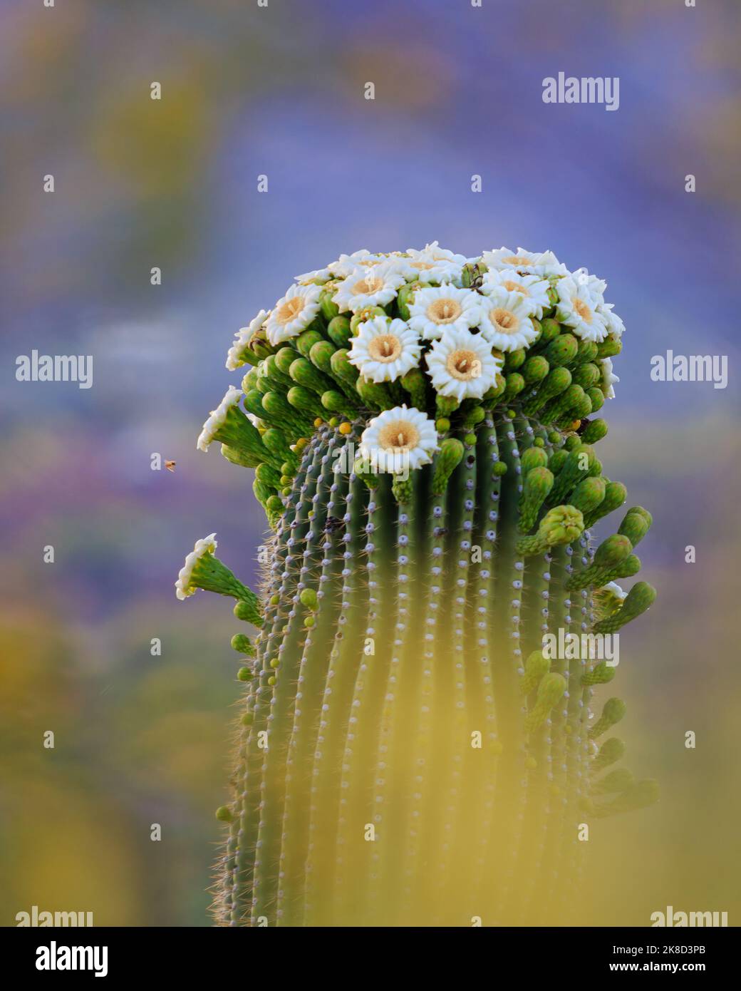 A tiny bee pollinates the blossom of a giant saguaro cactus Stock Photo
