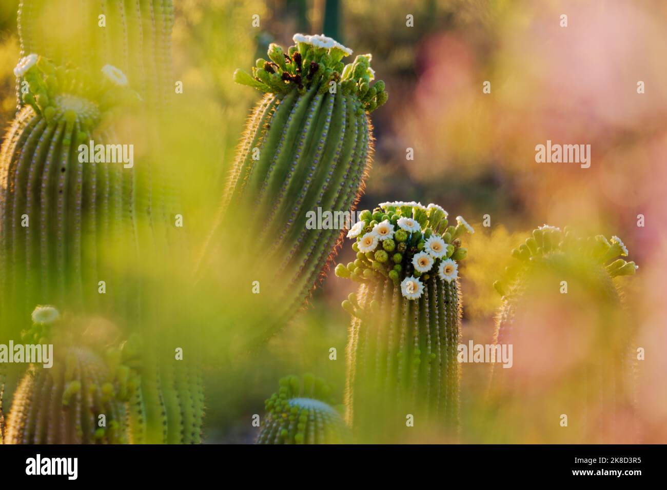 A grouping of saguaro cacti in bloom seen through the canopy os an Ironwood tree in bloom