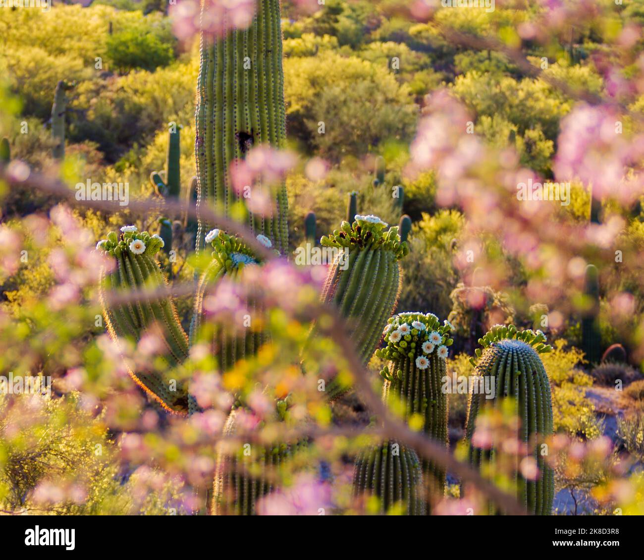 A grouping of saguaro cacti in bloom seen through the canopy os an Ironwood tree in bloom