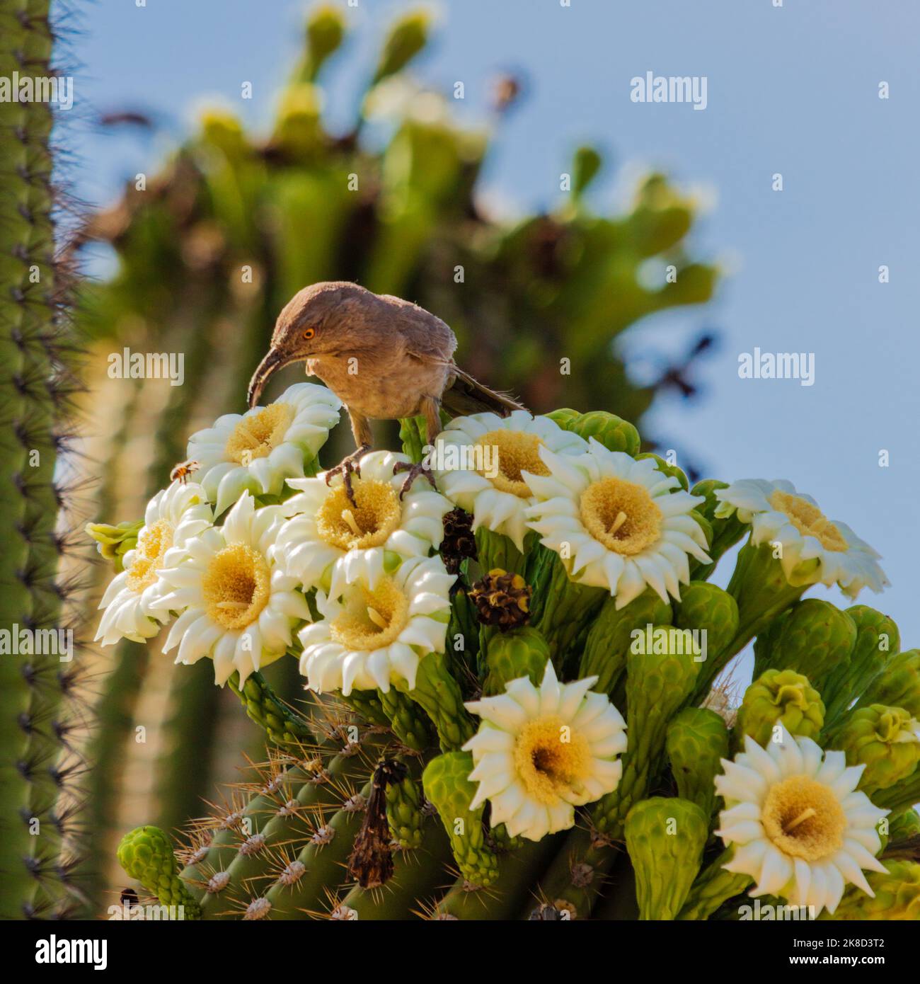 A Curve Billed Thrasher and a bee face off on a Saguaro covered in blossoms. Stock Photo