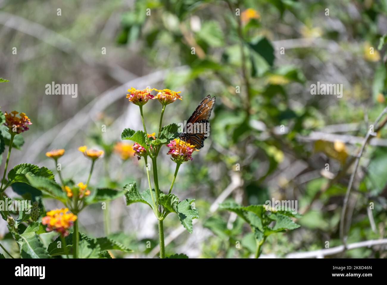 A monarch butterfly resting on a flower Stock Photo - Alamy