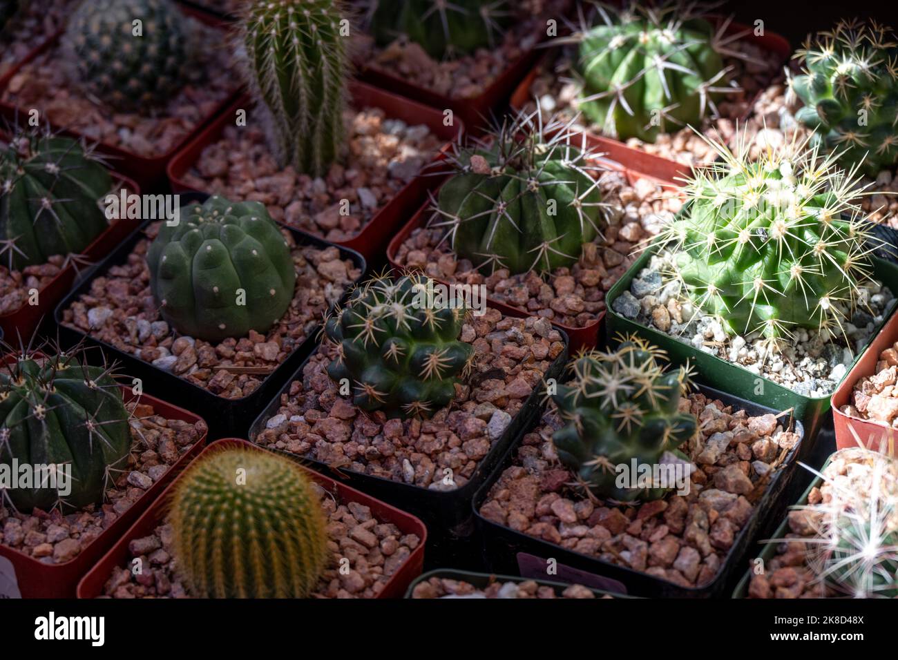 A grid of small cactus for sale Stock Photo Alamy