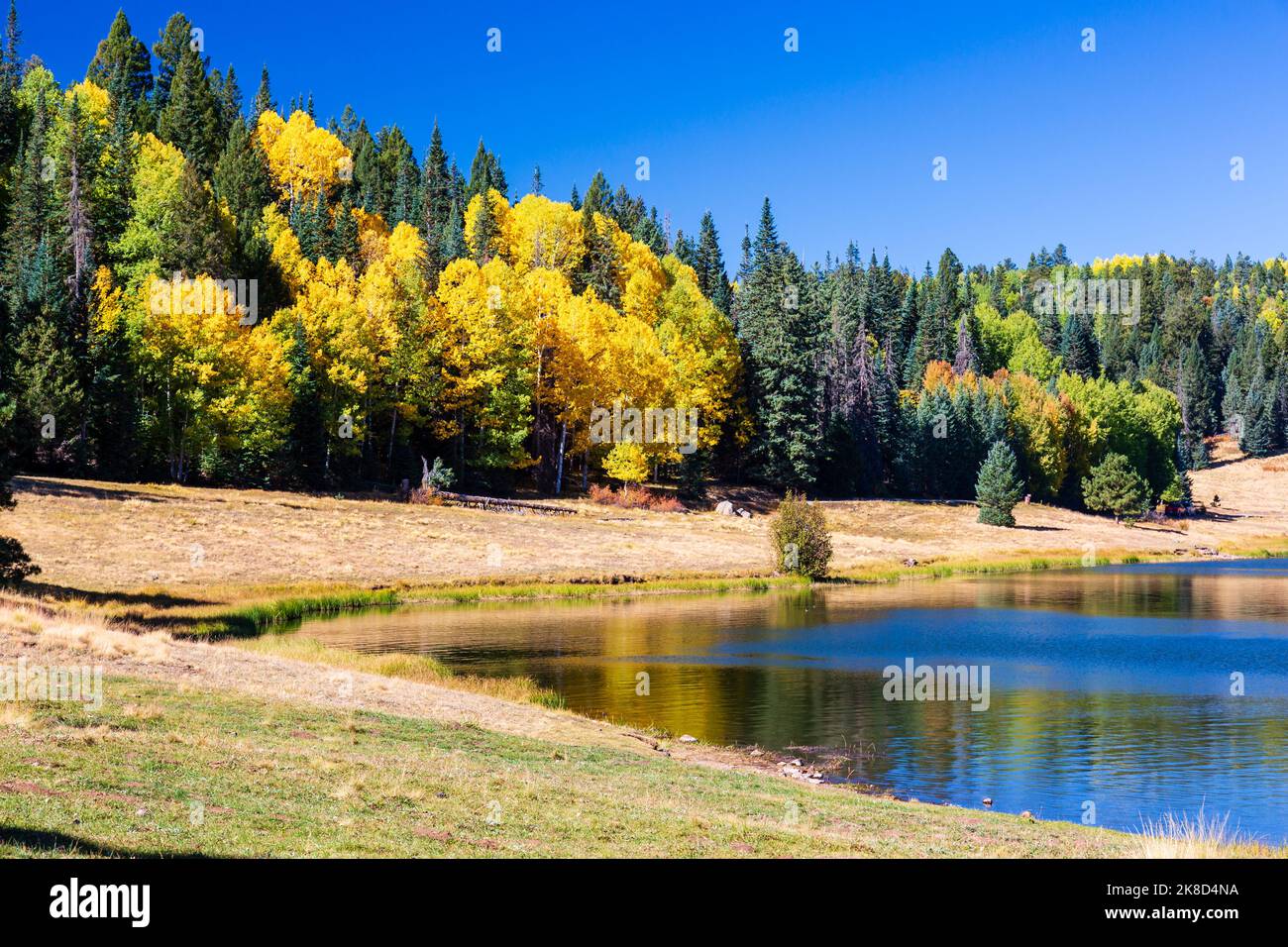 A colorfuil Autumn scene along the shore of Reservation Lake on the Apache White Mountain Apache tribal lands in the White Mountains of Arizona. Stock Photo