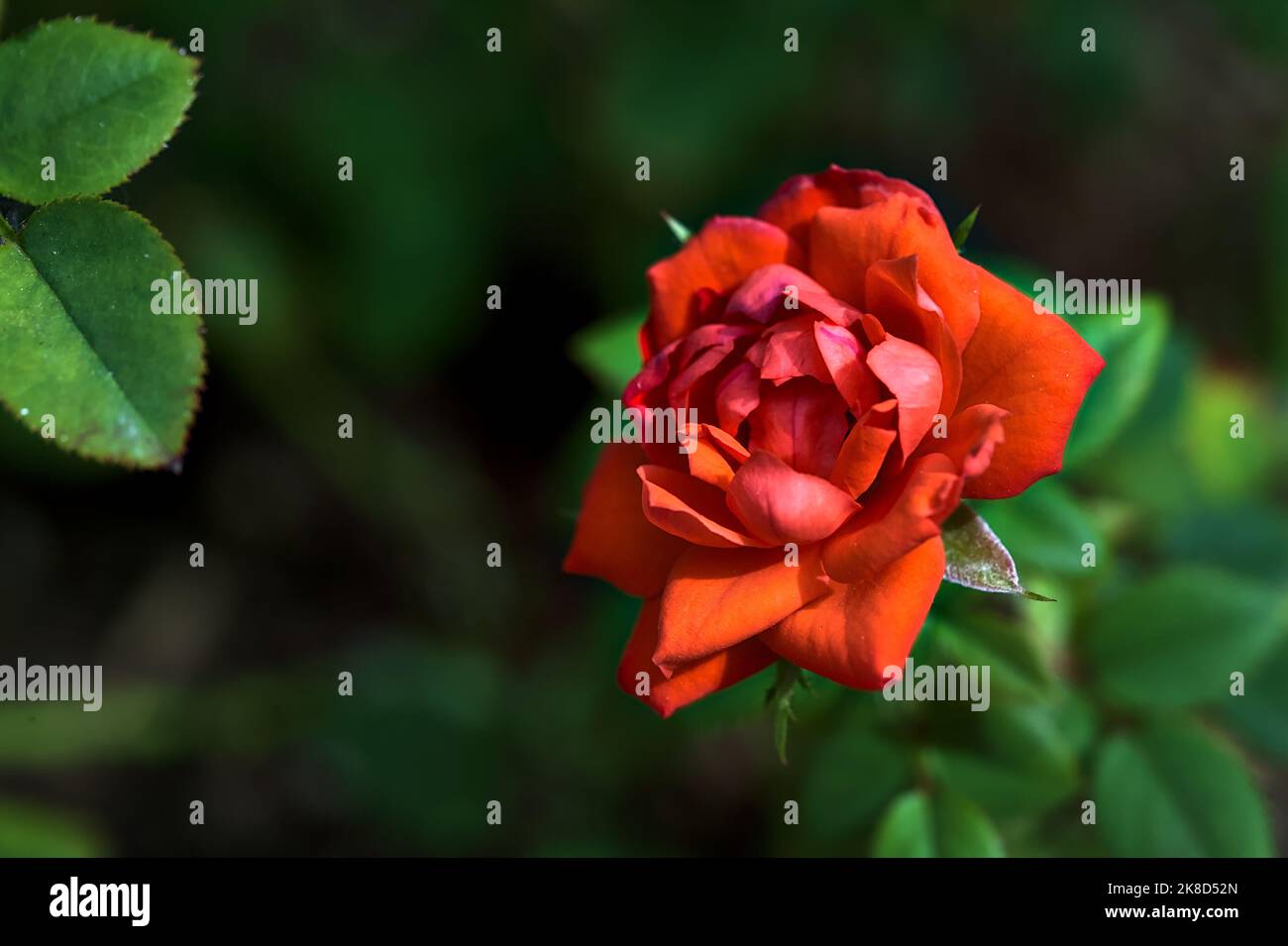 Red rose in bloom in a bush seen up close Stock Photo - Alamy