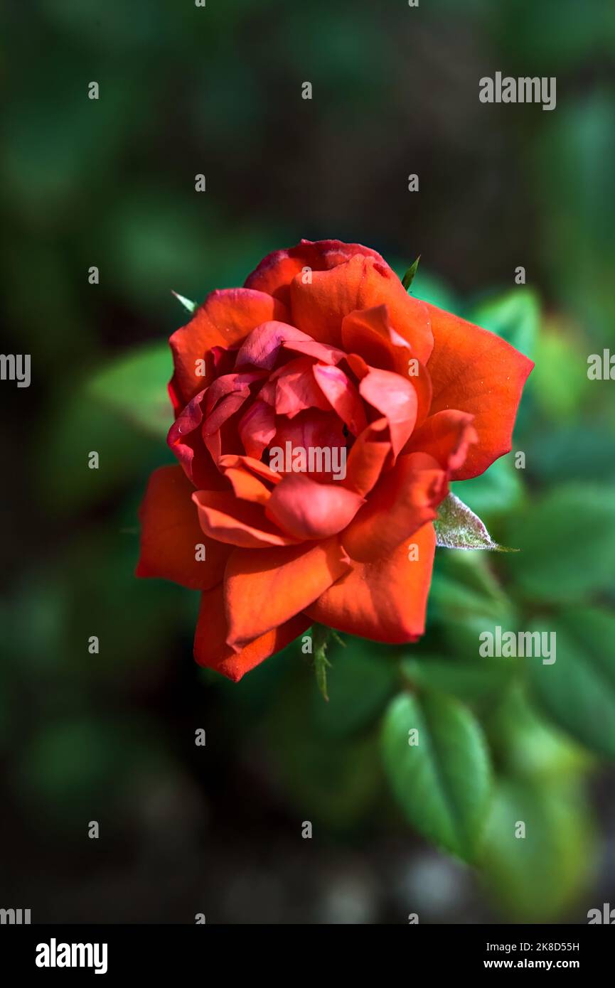 Red rose in bloom in a bush seen up close Stock Photo - Alamy