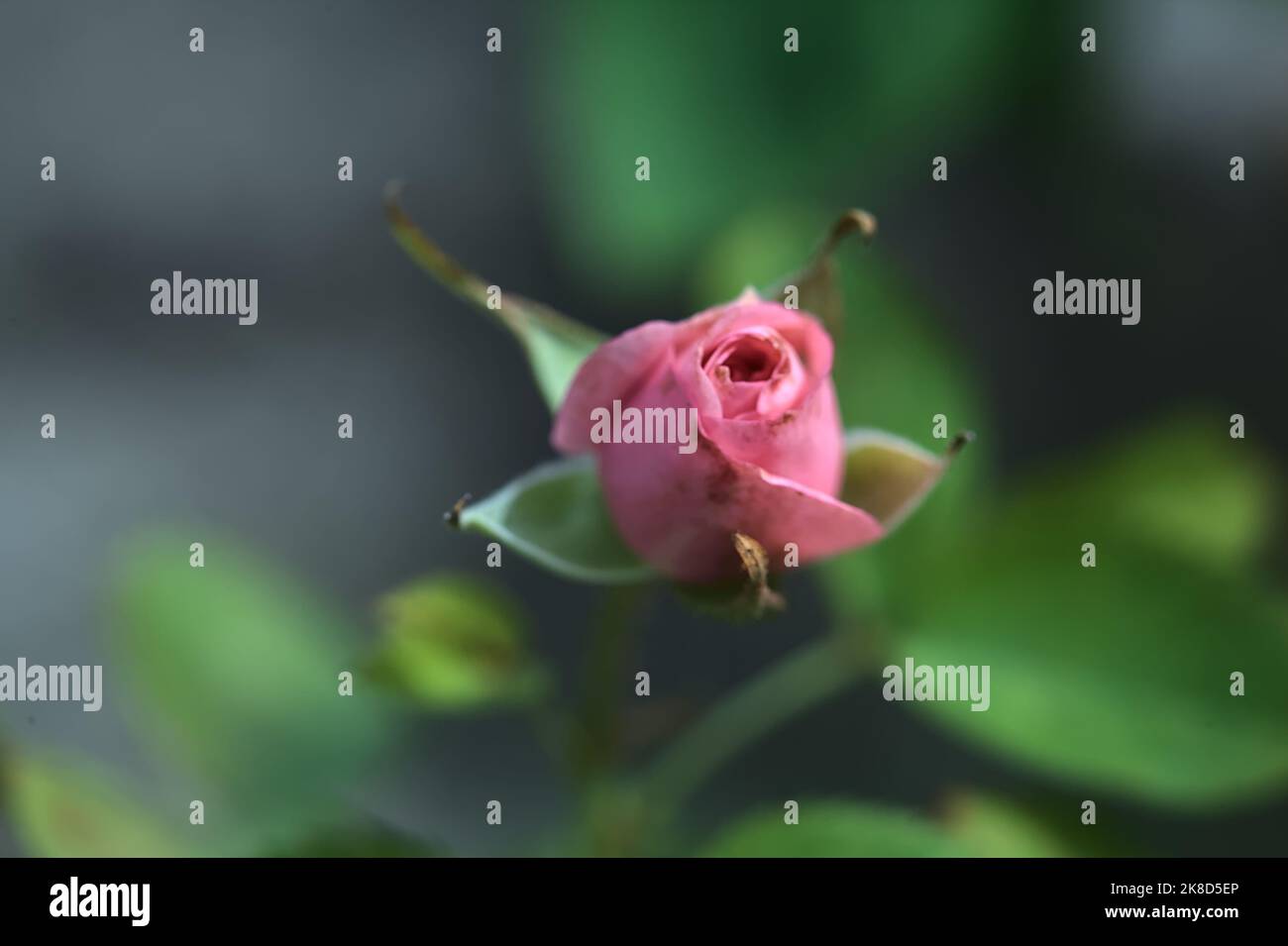 Miniature pink rose seen up close Stock Photo - Alamy