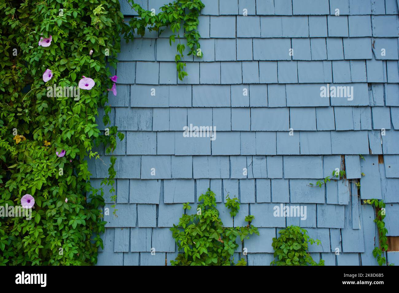 Straight on view of small purple flowers on a green vine growing organically on a wall with blue shingles. Stock Photo