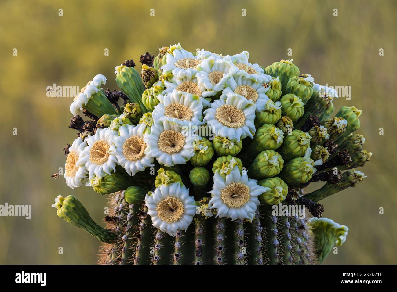 Crown cactus hi-res stock photography and images - Alamy