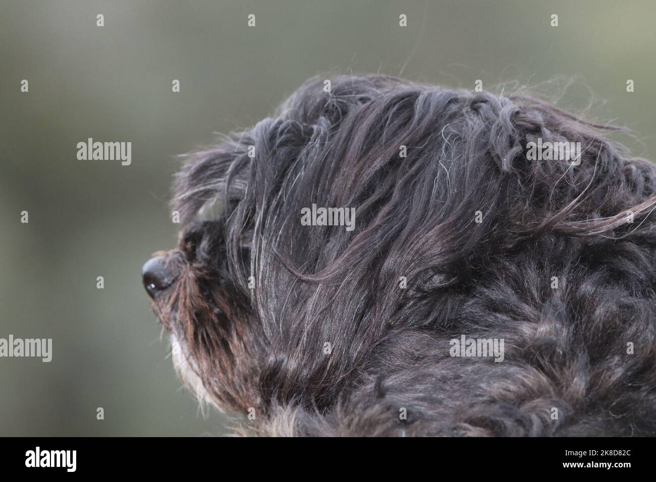 Sooty the black and white Maltese cross poodle dog looking away from camera and into the distance Stock Photo