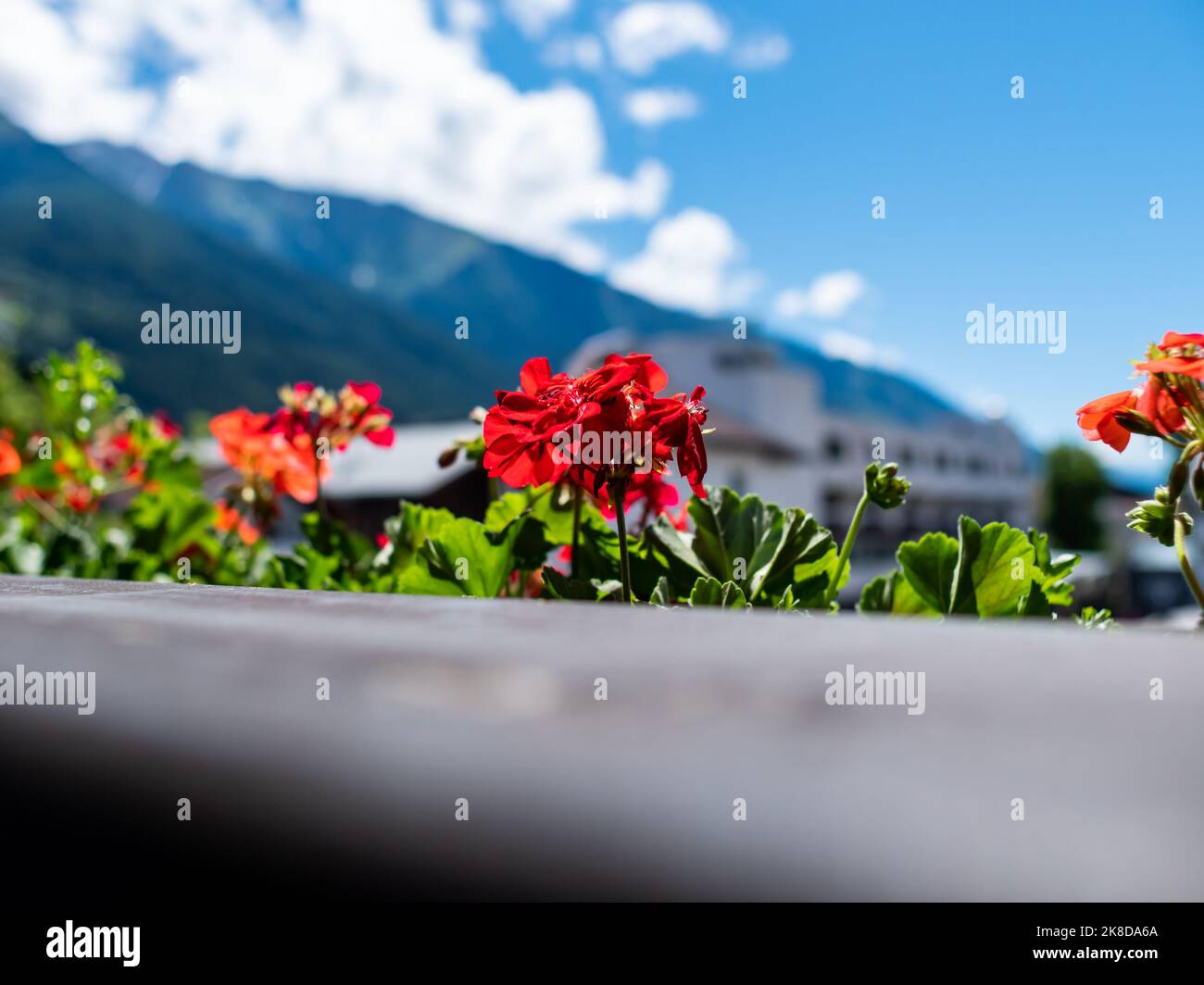 Red Pelargonium flowers in an alpine environment. Beautiful plants in a flower box at a balcony. Colorful blossoms in front of the Alps in Tyrol. Stock Photo