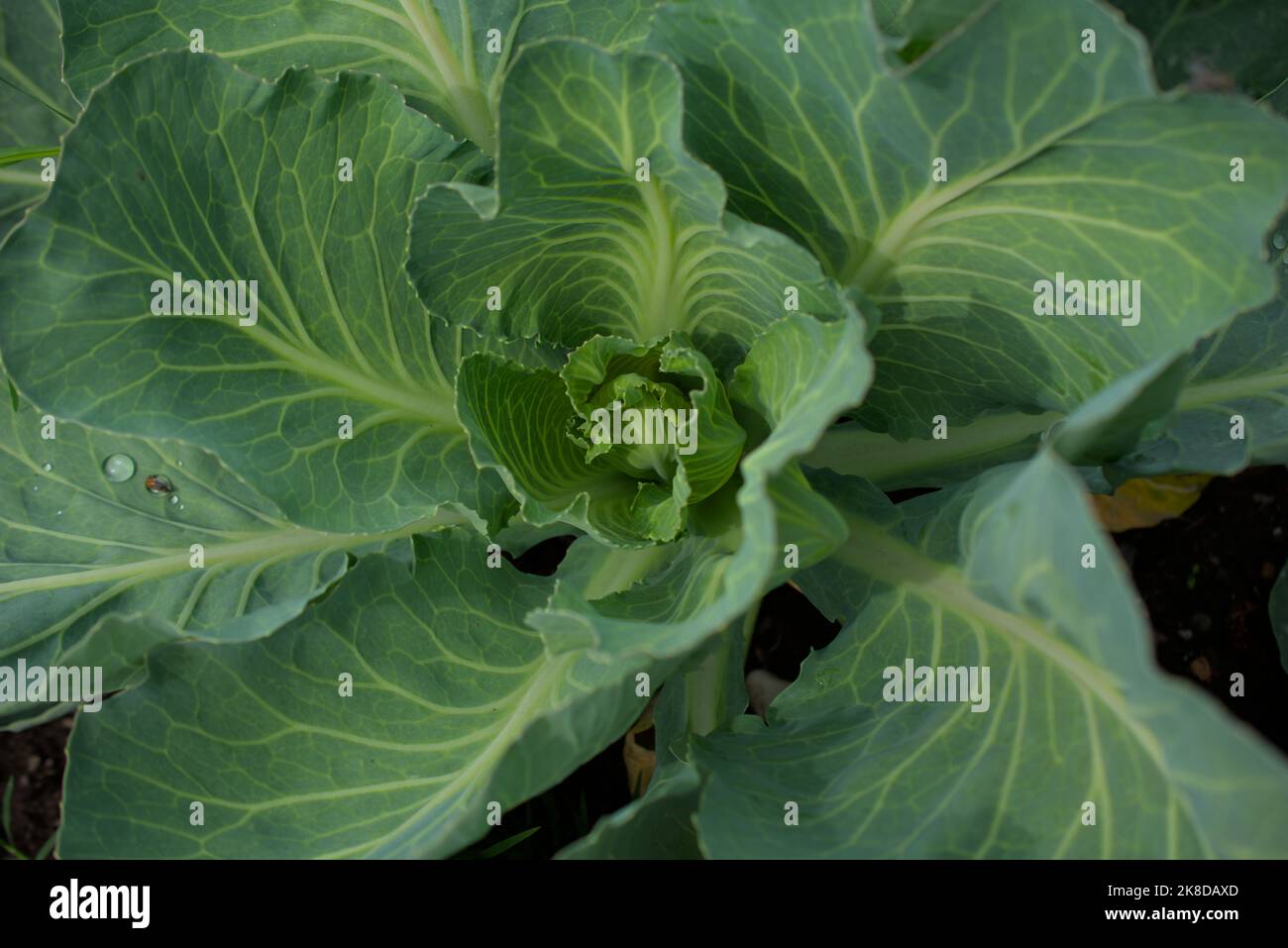Cabbage with morning dew in his leaves Stock Photo