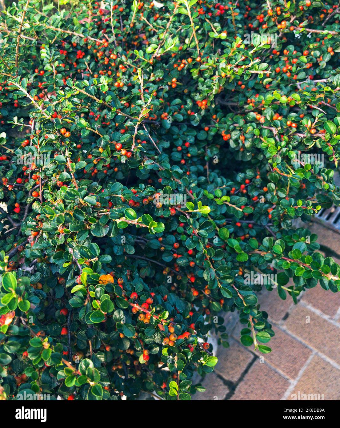 Cotoneáster red berry fruit shrub bush, decorate a sidewalk Stock Photo