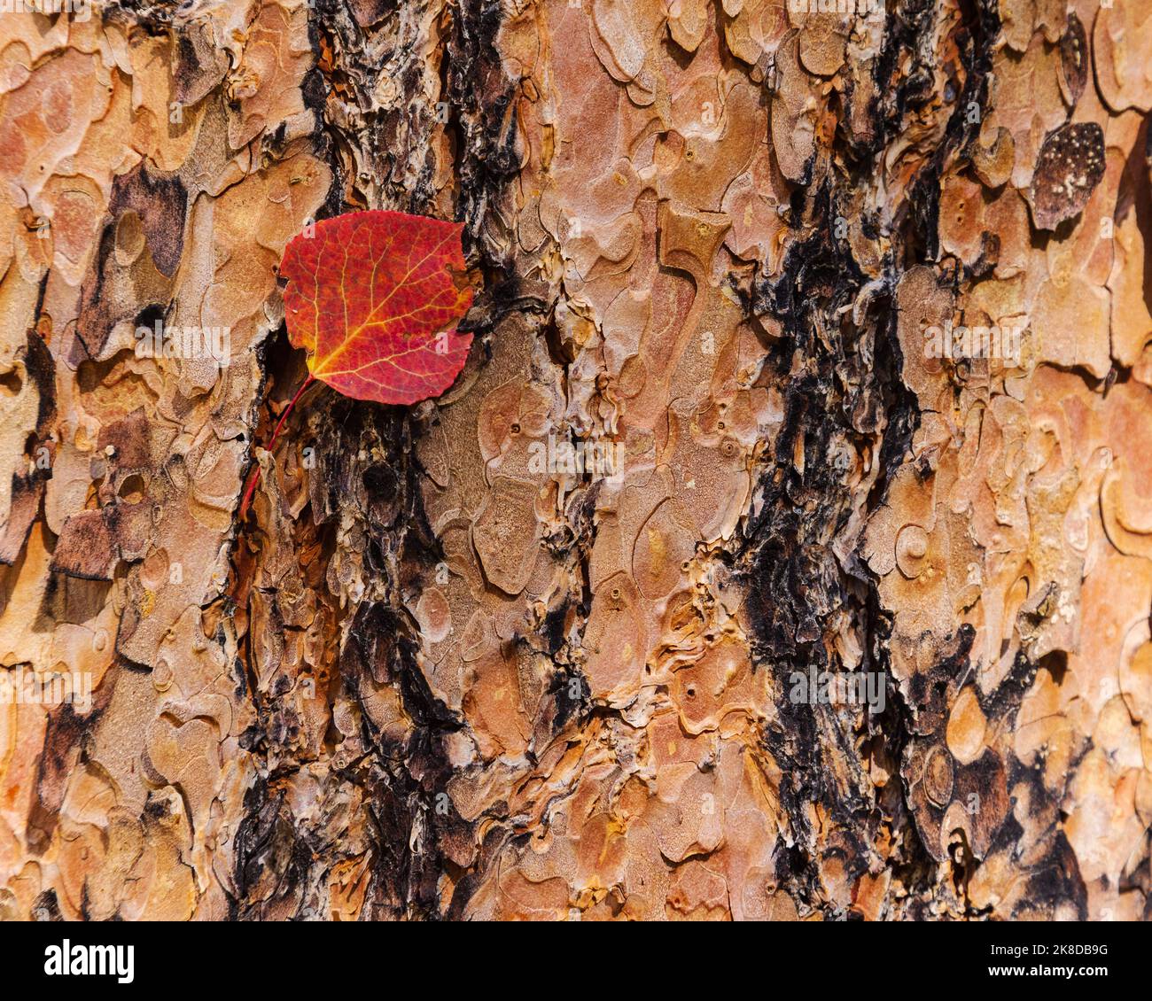 A vibrant Autumn leaf is snagged by the bark of a Ponderosa pine tree. Stock Photo