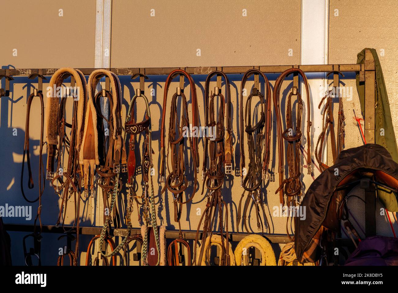 Kits of leather bridles and bats hang on the walls of the stable Stock