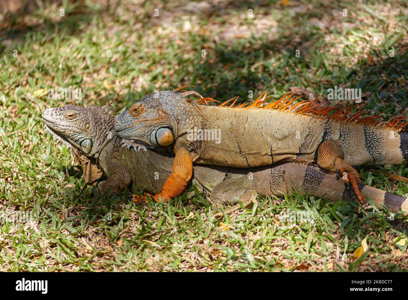 young male and female green iguana lizard in colourful skin during the breeding season in the wild nature. Animal wildlife behavior. Stock Photo
