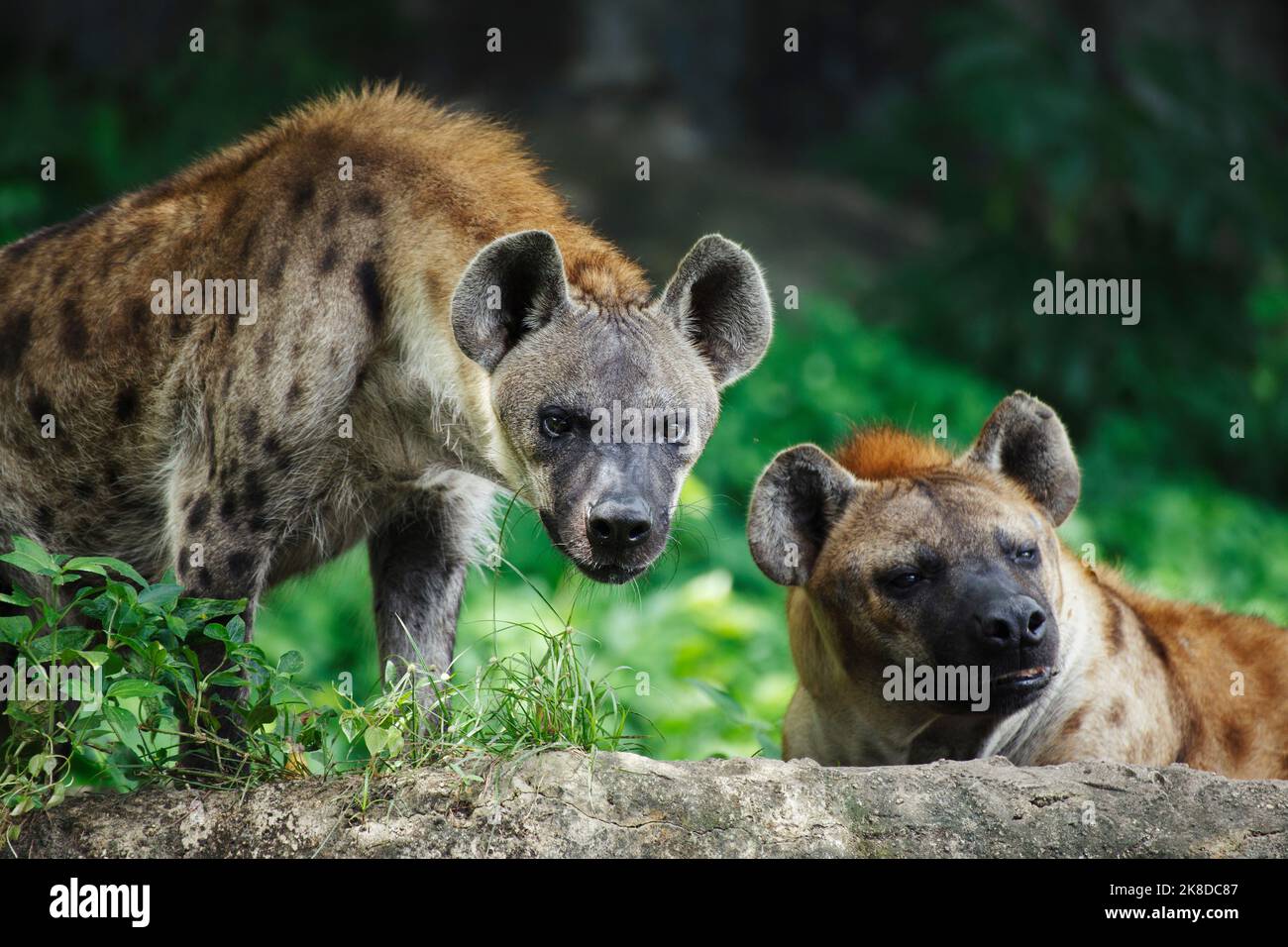 What Family Do Hyenas Belong To