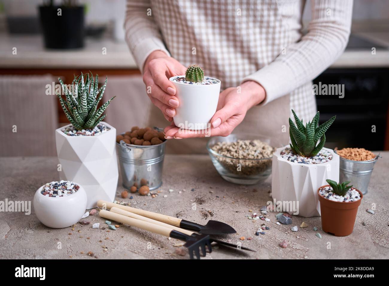 Hand holding cactus hi-res stock photography and images - Page 20 - Alamy