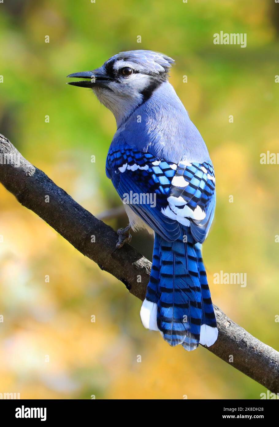 Blue Jay with autumn colors background, Quebec, Canada Stock Photo