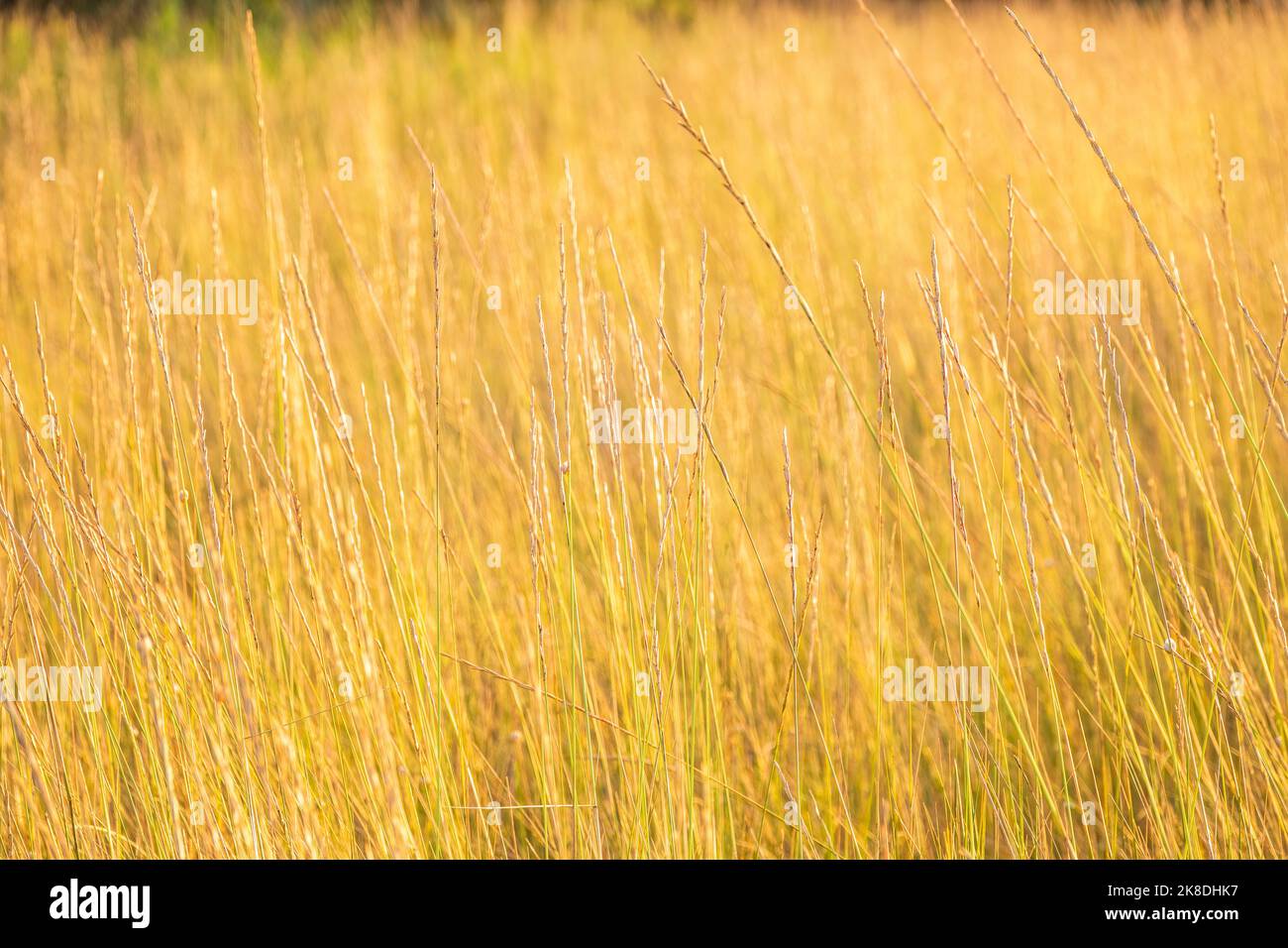 Blowing Reed Background Yellow reed in the field. Bright natural background with sunset ...