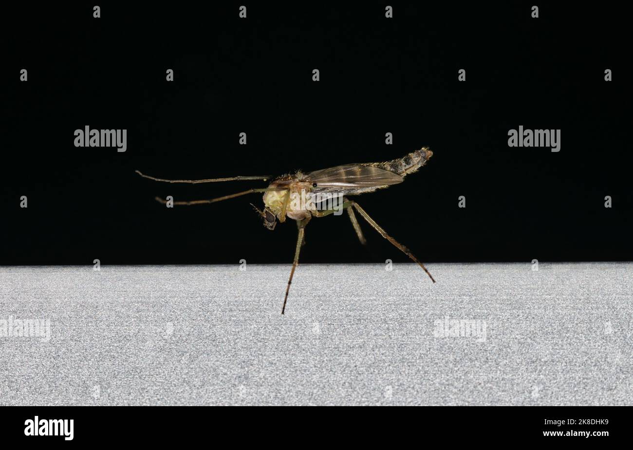 Mosquito on a metal frame at night with a black background. Known to carry disease such as the West Nile Virus. Side view with copy space. Stock Photo