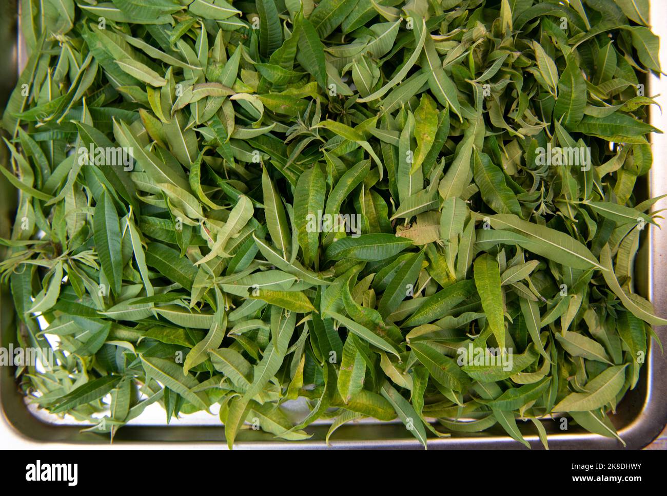 Herbal tea leaf hires stock photography and images Alamy