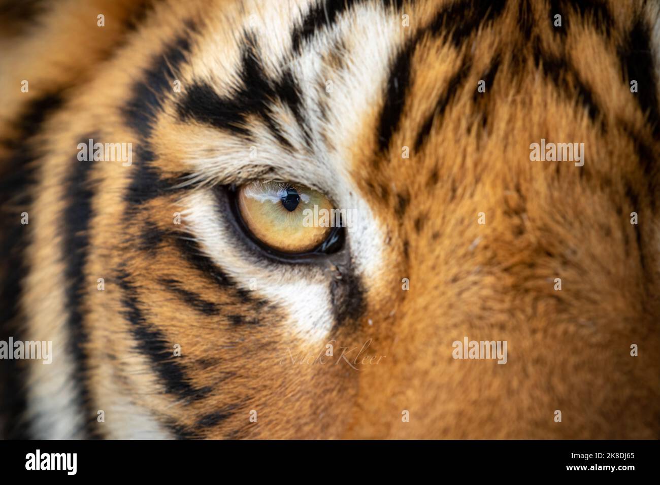 Tiger close up, photographed on a safari in India Stock Photo