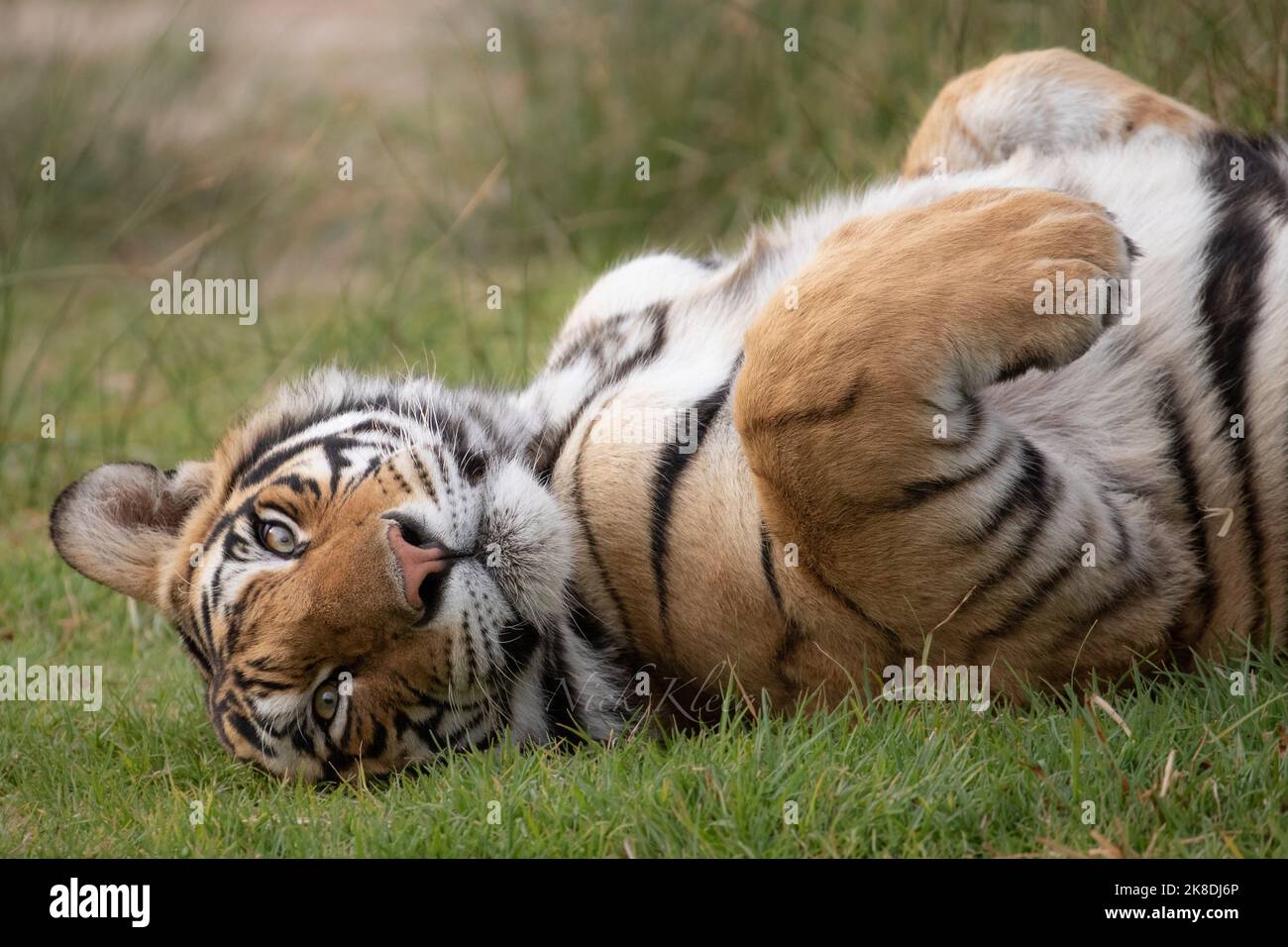 Tiger close up, photographed on a safari in India Stock Photo