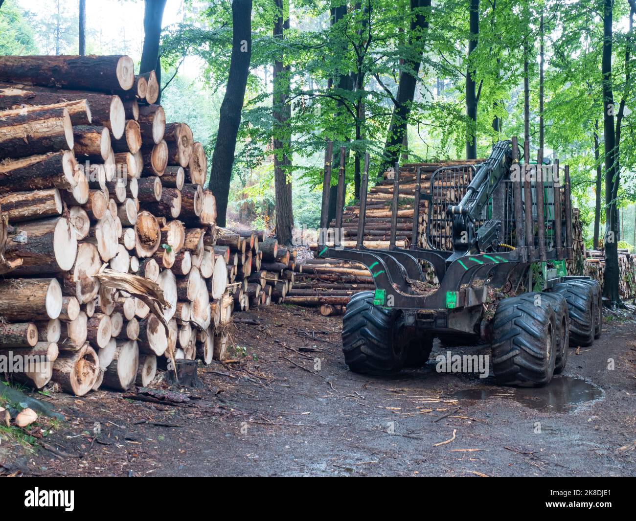 Harvester wait for driver at stacked spruce logs. Harvesting of dry trees Stock Photo