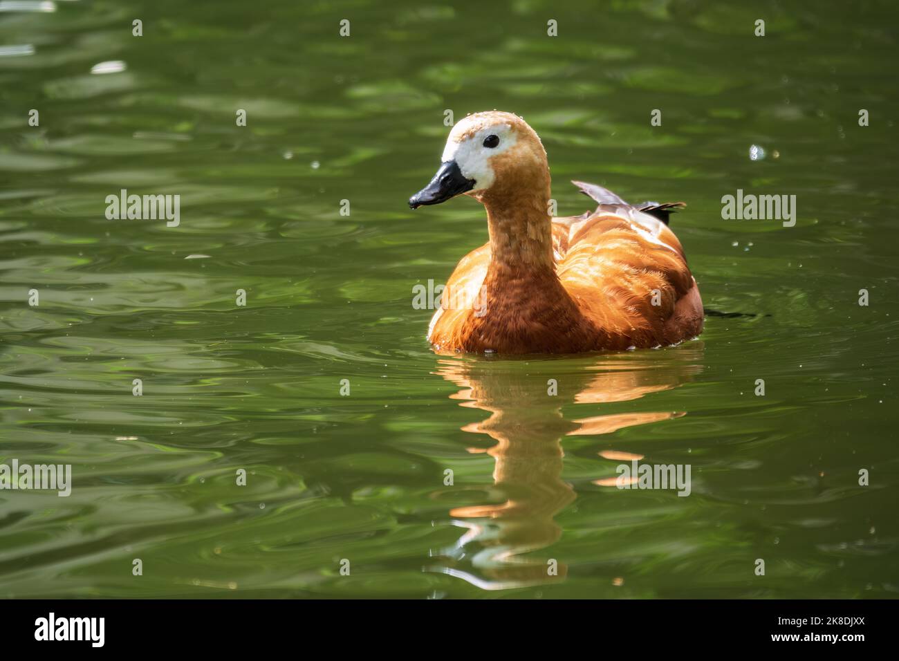 Ruddy Shelduck, or red duck, lat. Tadorna ferruginea, swimming on a ...