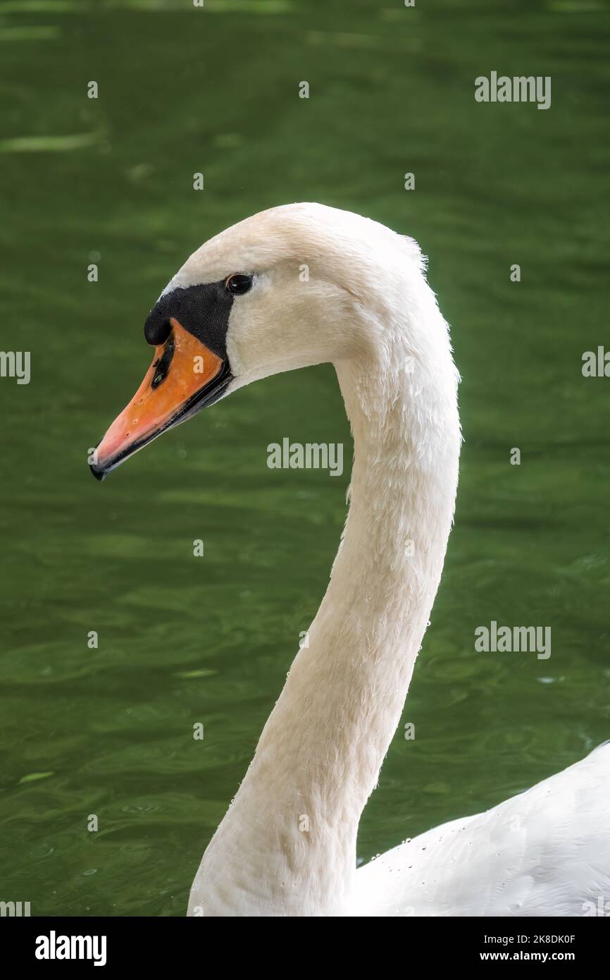 Portrait of a graceful white swan with long neck on dark water